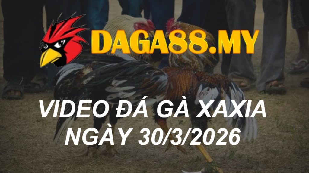 VIDEO GÀ XAXIA NGÀY 30/3/2026
