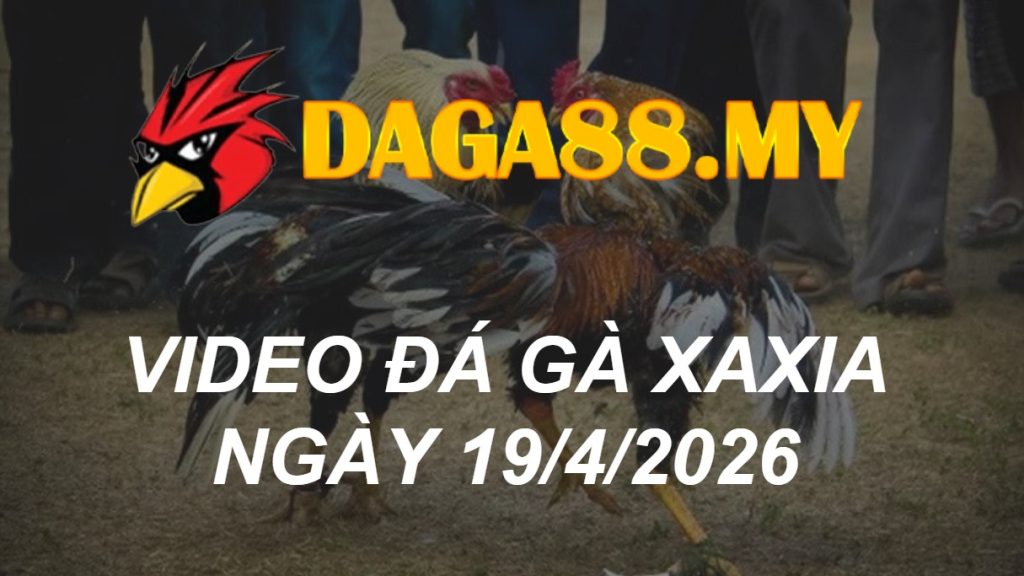 VIDEO GÀ XAXIA NGÀY 19/4/2026